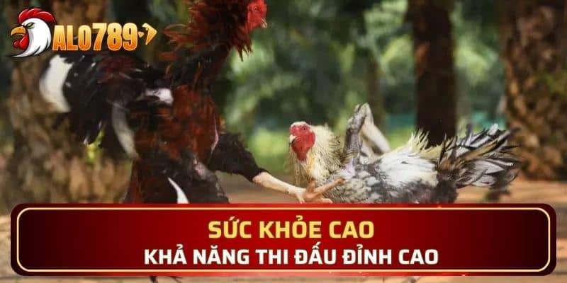 Chiến kê sở hữu vảy án thiên sẽ có sức khỏe tốt hơn